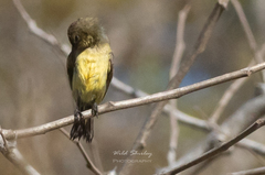 Cinnyris venustus falkensteini