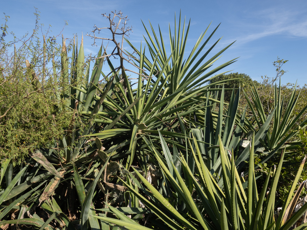 Agave decipiens, Monroe County, US-FL, US