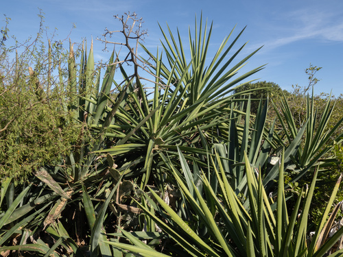 Agave decipiens