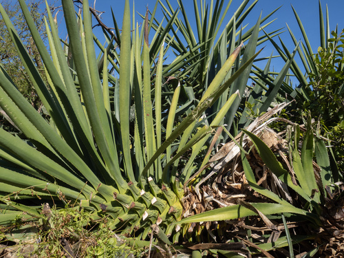 Agave decipiens