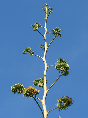 Agave decipiens