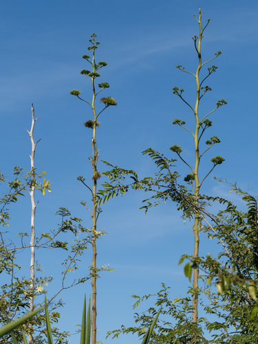 Agave decipiens