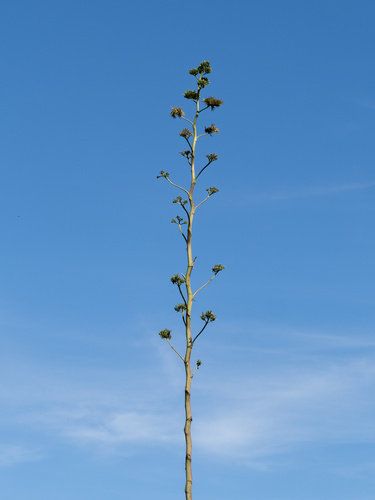 Agave decipiens