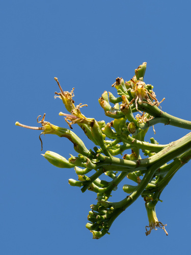Agave decipiens