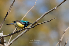 Cinnyris venustus falkensteini