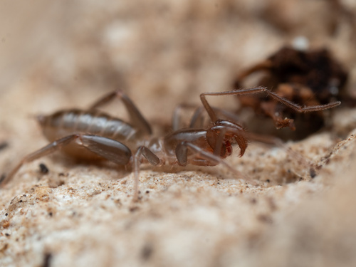 Shorttailed whipscorpion photo 3