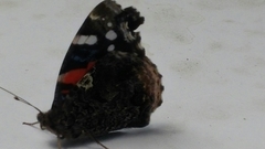 Vanessa atalanta