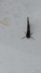 Vanessa atalanta