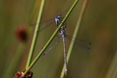 Lestes sponsa