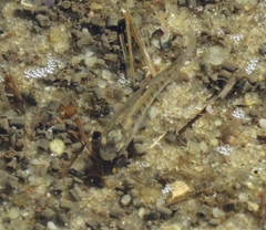 Fundulus