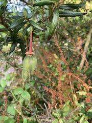 Crinodendron hookerianum