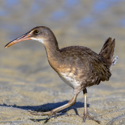 Wayne Clapper Rail