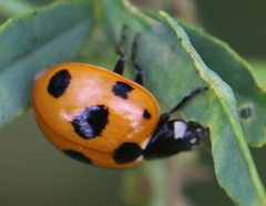 Coccinella magnifica