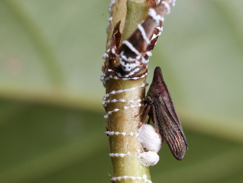 Calloconophora estellae