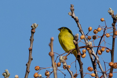 Crithagra sulphurata