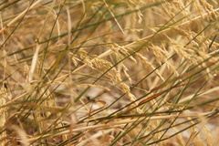 Poaceae