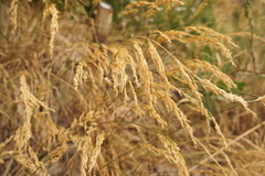 Poaceae