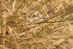 Poaceae