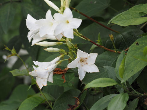 Image of Mandevilla laxa by (c) Rosario, some rights reserved (CC BY)