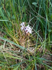 Dactylorhiza maculata