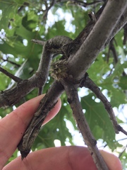 Dryocosmus floridensis