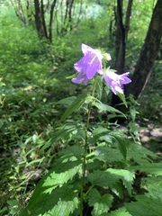 Campanula trachelium