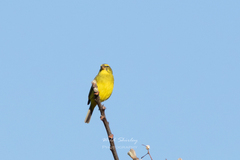 Crithagra sulphurata