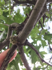 Dryocosmus floridensis