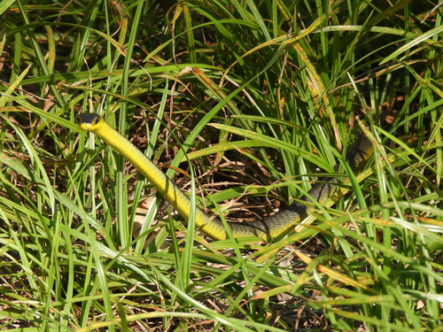 Common Tree Snake sighting