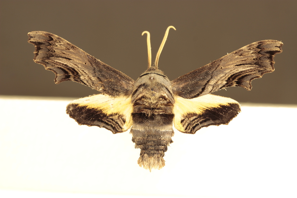 Abbott's Sphinx from Franklin County, MO, USA on April 18, 2024 at 09: ...