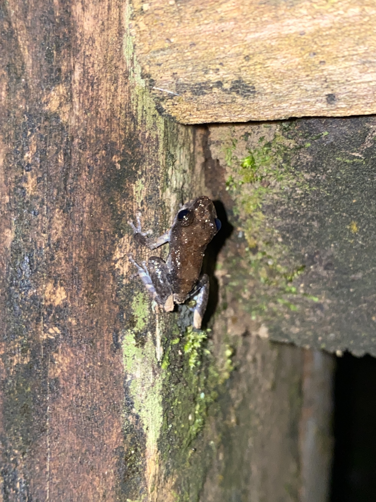 Andersson Robber Frog photo 4