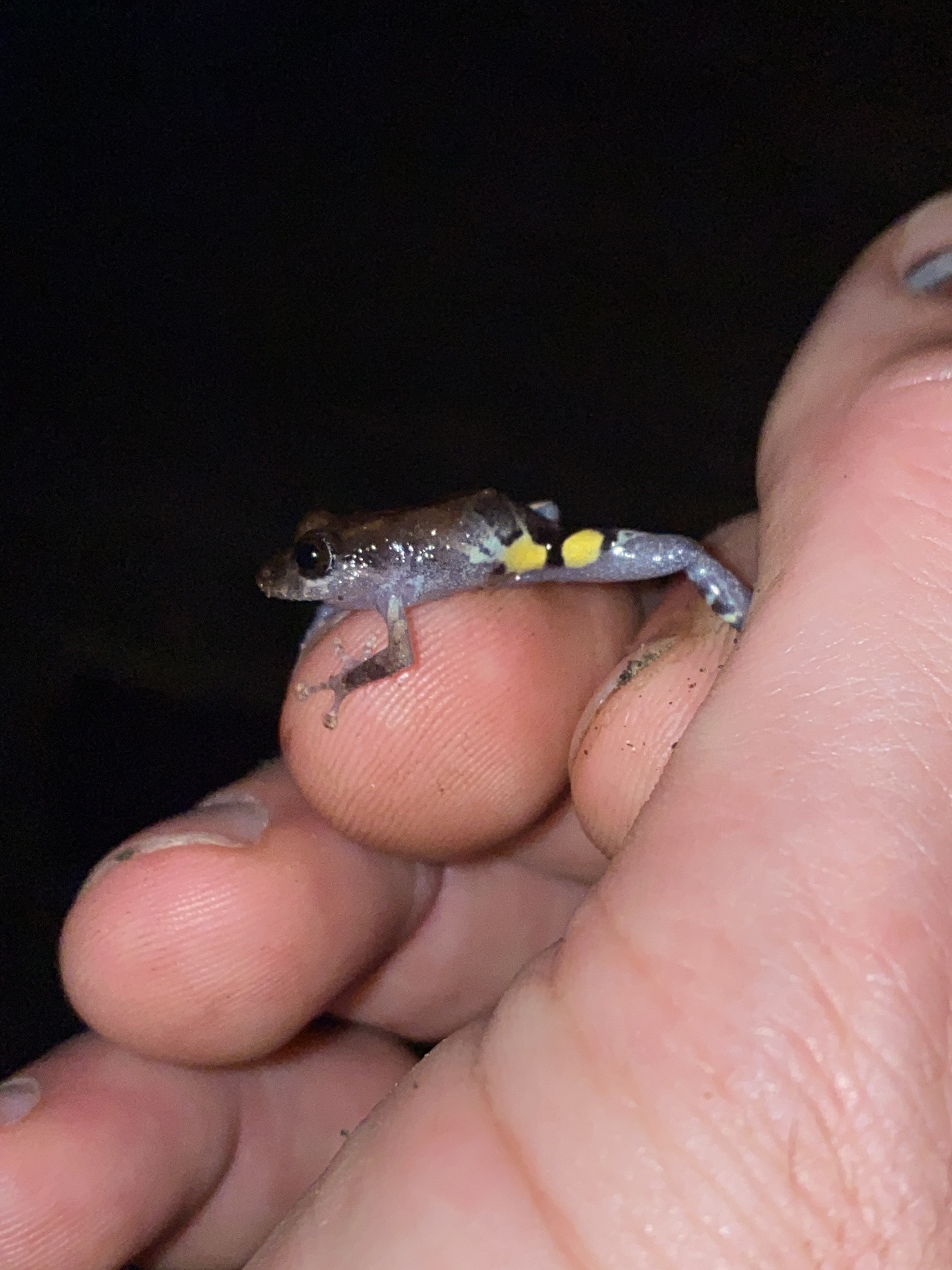 Andersson Robber Frog photo 5