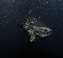 Neoleucinodes