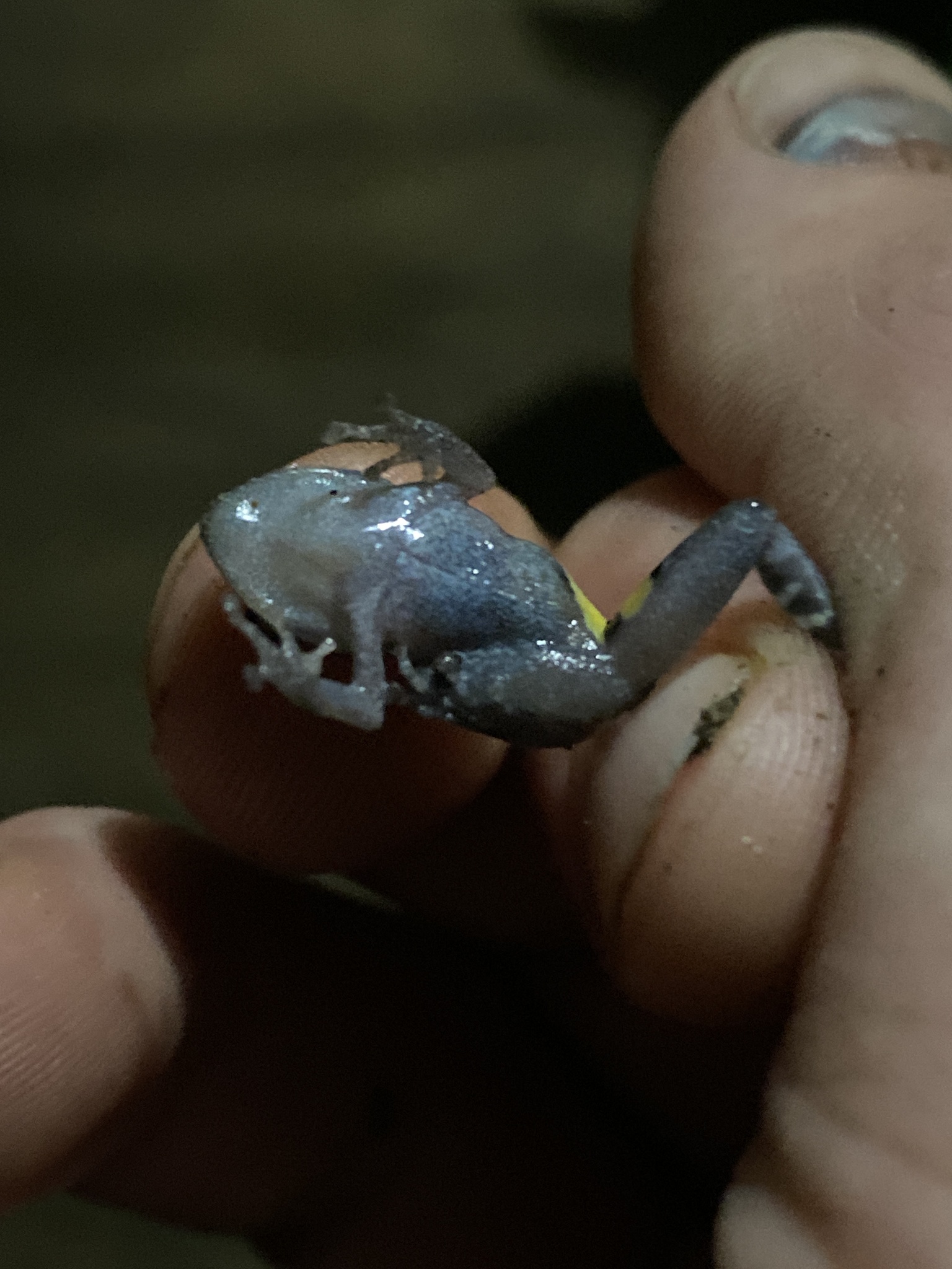 Andersson Robber Frog photo 6