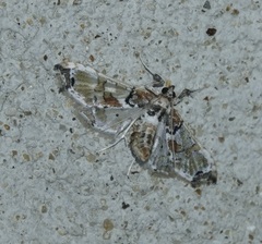Neoleucinodes