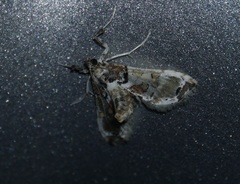 Neoleucinodes