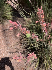 Hesperaloe parviflora
