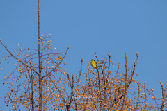 Crithagra sulphurata