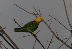 Amazona oratrix tresmariae