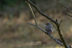 Fraseria caerulescens