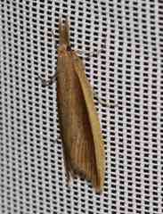 Donacaula albicostellus
