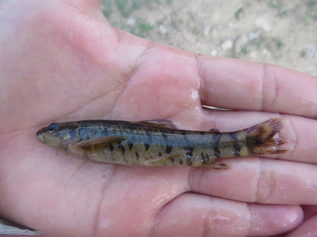 Vidal's Darter