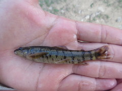Characidium vidali