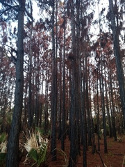 Pinus elliottii densa