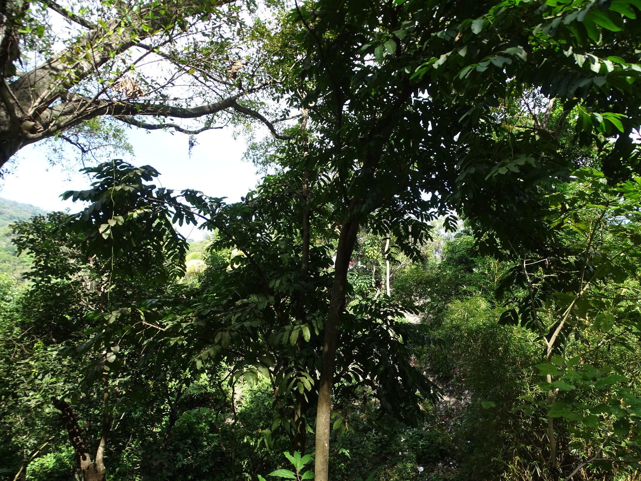 Imagem de Caucho