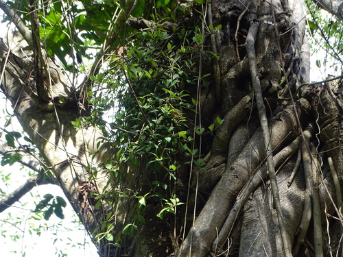 Peperomia angustata (Peperomia angustata)