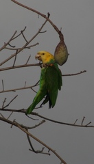 Amazona oratrix tresmariae