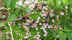 Zygaena exulans