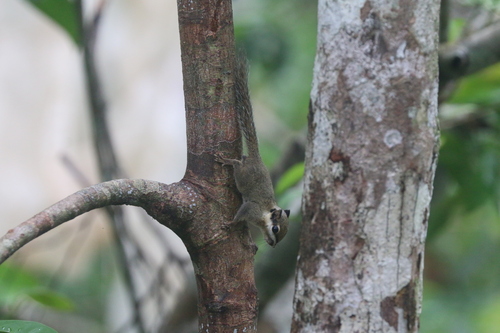 Nannosciurus melanotis