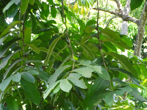 Foto de Caucho